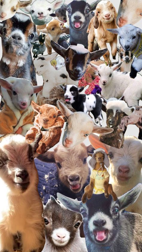 Goats Cute, Cute Goats Wallpaper, Show Goat Wallpaper, Goat Wallpapers Aesthetic, Goat Wallpapers, Cute Goat Wallpaper Aesthetic, Goat Aesthetic Cute, Baby Goats Aesthetic, G.o.a.t Wallpaper