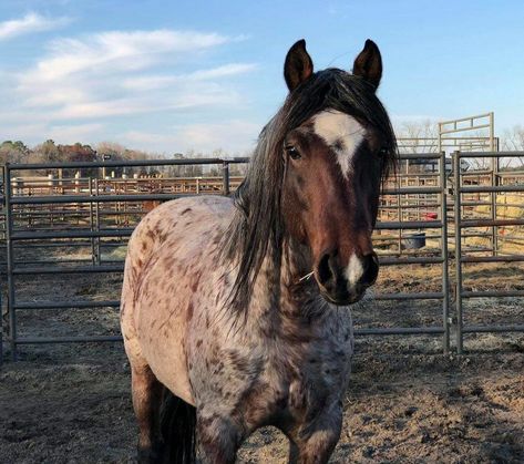 American Mustang Horse, Mustang Horse Aesthetic, Mustangs Horse, Wild Mustang Horses, Roan Horse, Horse Mustang, Mustang Horses, Western Horseman, Wild Horse Pictures