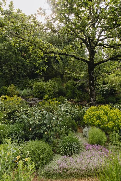 Arne Maynard fills a Tuscan garden with fragrance, texture and colour | House & Garden Arne Maynard, Colour House, Farmhouse Stand, Mediterranean Garden Design, Terrace Building, Tuscan Farmhouse, Tuscan Garden, Mediterranean Plants, Mediterranean Garden