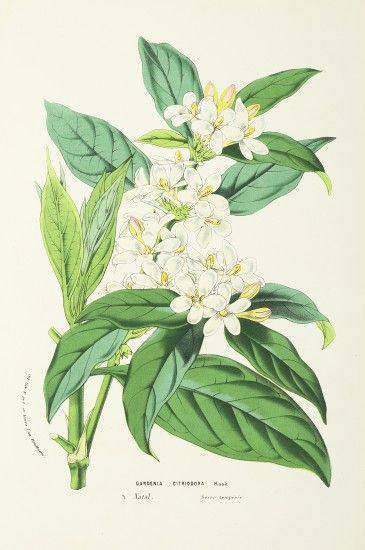 Gardenia Citriodora Gardenia Illustration, Illustration Botanical, Ghent Belgium, Rennaissance Art, Botanical Illustrations, Large Picture Frames, Wonderful Images, Flower Illustration, Antique Prints