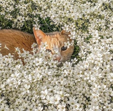 Cottage Core Cat, She And Her Cat, Cottagecore Cat, Orange And White Cat, Dream's Cat, Cat Flowers, Orange Cats, Red Cat, White Cats