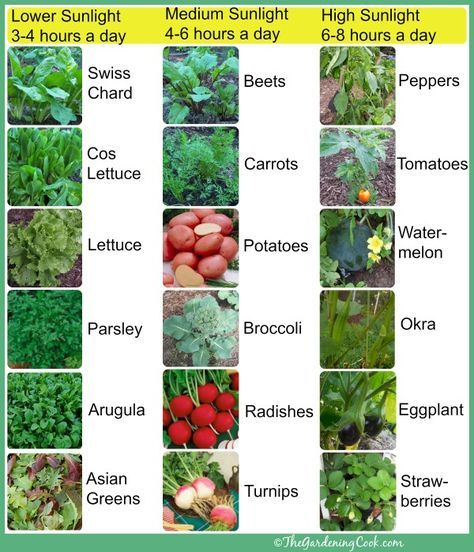 Different Types Of Plants, Vegetable Garden Planner, Garden Planner, Garden Veggies, Veg Garden, Home Vegetable Garden, Samos, Vegetable Garden Design, Food Garden