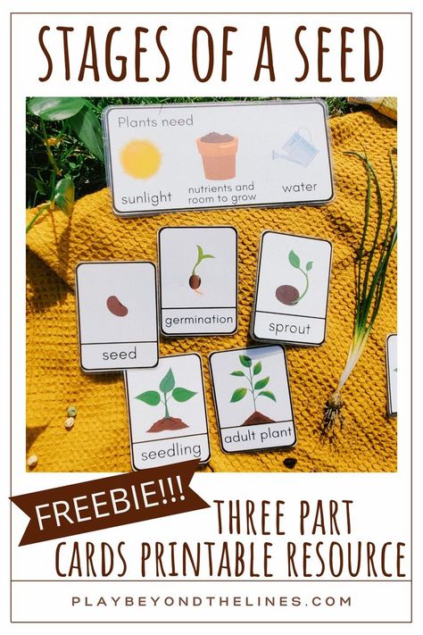 Be sure to snag this free “Stages of a Seed” printable resource! The three part cards are the perfect addition to any seed study. Children will gain an understanding of what seeds need to grow. They will also learn how a seed can transform into a plant. These are a perfect way to introduce and reinforce vocabulary. Seed Planting For Kids, Seed Germination For Kids, Tiny Seed Activities, Seed Activities For Kids, Seeds Preschool, Parts Of A Seed, Plants Kindergarten, Seed Craft, Plant Lessons