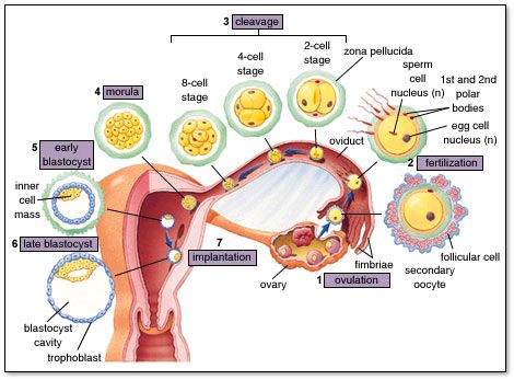 Embryology. Reflexology Benefits, Nerve Anatomy, Embryonic Development, Biology Worksheet, Medicine Studies, Nurse Study Notes, Female Reproductive System, Human Body Anatomy, Biology Lessons