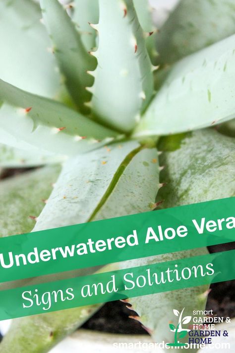 Aloe vera plants are succulent and the main concern with them is overwatering, but they can also be underwatered. We'll show the signs to identify if your aloe plant is underwatered and how to prevent it. https://smartgardenhome.com/houseplants/aloe-vera/underwatered/?utm_source=pinterest&utm_medium=smartgardenhome&utm_campaign=publer #underwateredplant Aloe Vera Care Tips, Potted Aloe Vera, Aloe Vera Care, Dead Leaves, Underwater Plants, Plant Signs, Potted Plants Outdoor, Plant Care Houseplant, Plants Outdoor