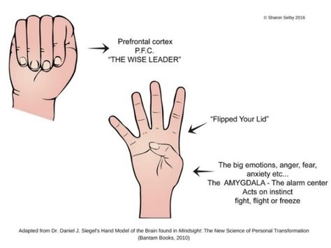 Flip Your Lid — Building Brains Together Executive Functioning Skills, Lose Control, Creating Goals, Working Memory, Mindfulness Techniques, Brain Science, We Are All Human, Breathing Techniques, Hand Model