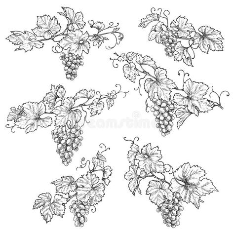 Grape Vines Tattoo, Grape Vine Illustration, Grape Vine Tattoos For Women, Grape Leaves Drawing, Grape Tattoo Minimalist, Grapevine Illustration, Grape Vine Drawing, Grapes Sketch, Grape Vine Tattoo