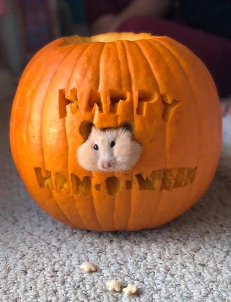 Cute Small Animals Pets, Hamster Outfits, Hamster Photoshoot, Hamster Pumpkin, Halloween Hamster, Hamster Pics, Hamster Life, Animal Photoshoot, Hamster Care