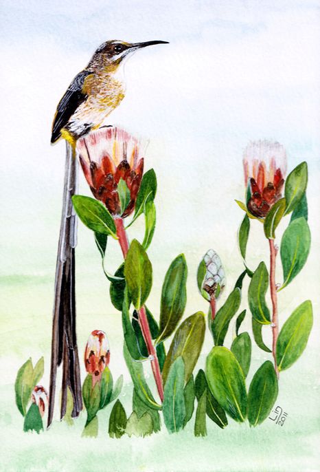 South African Birds Cape Sugarbird - Male Original Watercolor South African Birds Art, South African Birds, Watercolour Birds, African Birds, Bird Watercolor Art, Paintings Easy, Animal Watercolor, Watercolor Paintings Easy, Bird Pictures