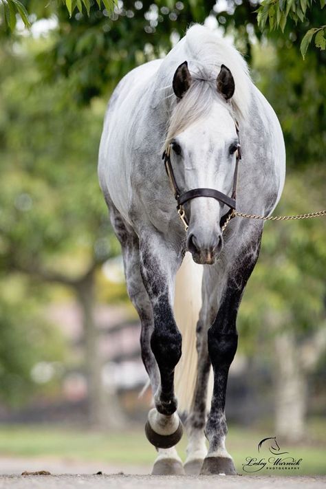 Dapple Grey Thoroughbred, Grey Thoroughbred, English Thoroughbred, Kathiyawadi Horse, Thoroughbred Racehorse, Beautiful Horses Photography, Horse Anatomy, Horse Inspiration, Horse Dressage