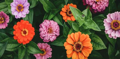 State Fair Zinnias: All You Need to Know About These Amazing Flowers - Minneopa Orchards Zinnia Flowers, Making A Bouquet, Shade Cloth, Mini Greenhouse, Greenhouse Gardening, State Fair, Fresh Cut Flowers, Growing Indoors, Seed Starting