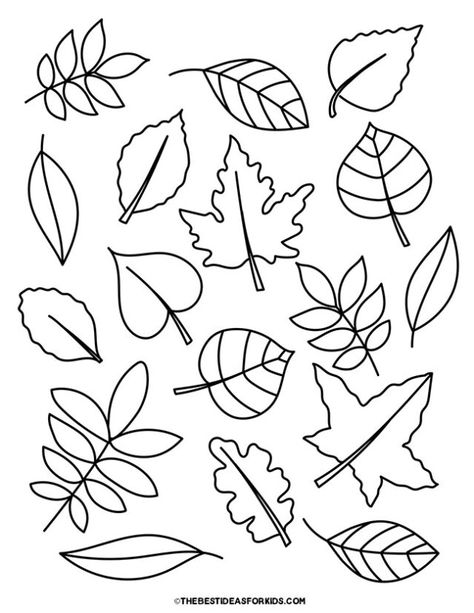 Leaf Variety Coloring Page Leaf Shapes Template Free Printable, Leaf Matching Free Printable, Free Leaf Template Printable, Leaf Template Printable Free, Printable Leaf Patterns, Simple Leaf Drawing, L Is For Leaf, Leaf Printables, Fall Leaf Template