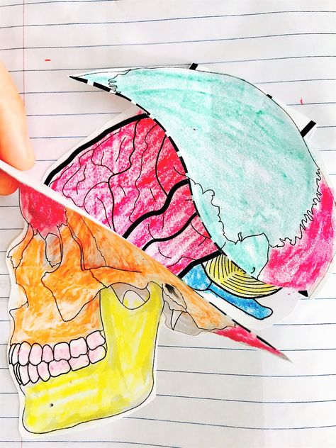 The Hermit Crabs Homeschool: Human Body Nervous System Body Systems Bulletin Board Ideas, Nervous System Activities For Kids, Nervous System Craft, Nervous System Projects, Homeschool Anatomy, Human Body Nervous System, Human Body Systems Projects, Body Systems Project, Nervous System Activities