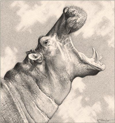 'Hippo Calling' - Hippopotamus - Fine Art Pencil Drawing www.drawntonature.co.uk | Flickr - Photo Sharing! Hippo Tattoo, Kuda Nil, Hippo Drawing, Pencil Drawing Pictures, Pencil Drawing Ideas, Waste Art, Graphite Art, Pencil Drawings Of Animals, Pencil Drawing Tutorials