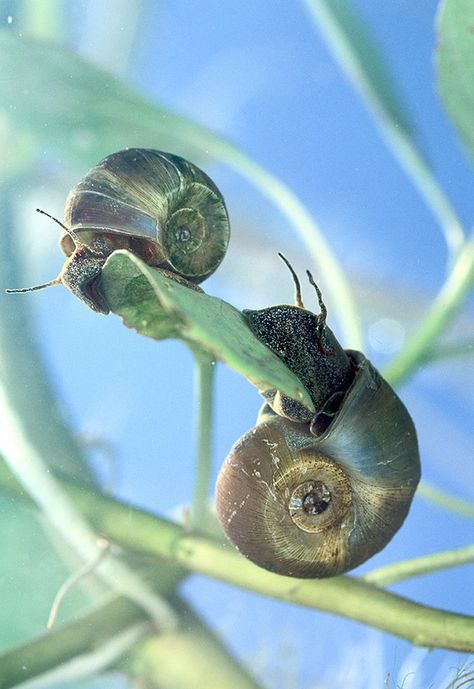 Ram's Horn Snails  Two ram's horn snails, Planorbella trivolvis, hang out on underwater vegetation. The snails carry parasitic nematodes that infect catfish Snail Wallpaper, Aquarium Snails, Apple Snail, Pond Snails, Molluscs, Dangerous Animals, Ram Horns, Prairie Dog, Creepy Crawlies