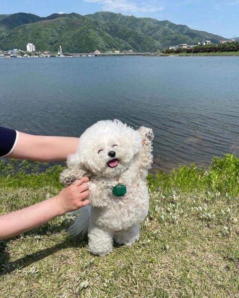 happy white poodle dog in front of lake scenery closed eyes arms up Silly Dogs, Dog Biting, Silly Animals, Bichon Frise, Funny Animal Memes, Drawing Tutorials, Sweet Animals, Dog Memes, Happy Dogs