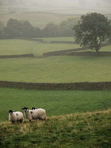 Cold Comfort Farm, Green Pasture, British Countryside, England And Scotland, England Uk, English Countryside, Wales England, Country Life, Farm Life