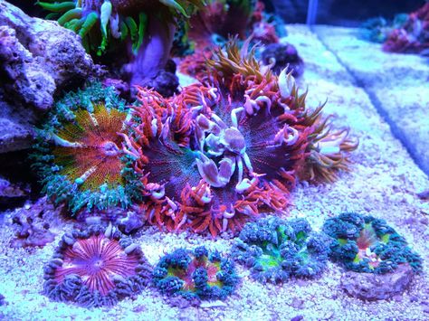 Rock flower anemone hosting porcelain crab Carpet Anemone, Porcelain Crab, Reef Aquascaping, Reef Tank Aquascaping, Flower Anemone, Mini Carpet, Coral Fish Tank, Nano Reef Tank, Aquarium Pictures