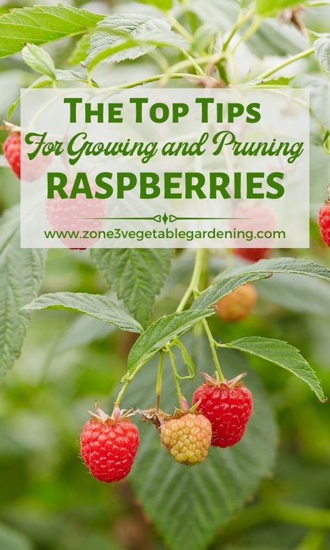 Pruning Raspberries Fall, How To Stake Raspberry Bushes, How To Prune Raspberry Bushes, Pruning Raspberry Bushes, Raspberry Bushes Care How To Grow, Planting Raspberry Bushes, Raspberry Gardening, Raspberry Pruning, Planting Raspberries