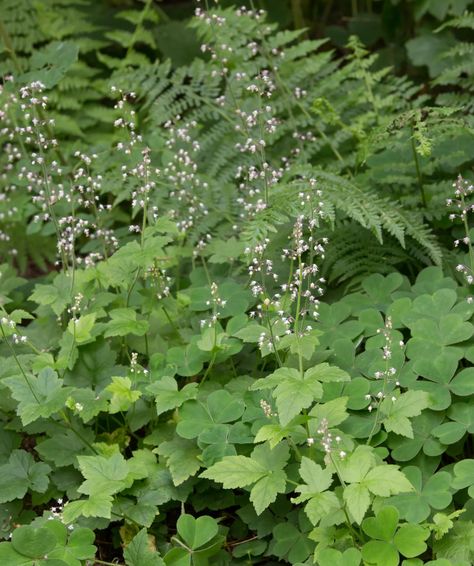 Pacific Northwest Native Plant Profiles | Real Gardens Grow Natives Northwest Native Plants, Western Hemlock, Low Water Gardening, Oregon Grape, Wildlife Garden, Wildlife Gardening, Ground Cover Plants, Farm Design, Native Garden