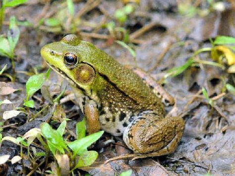 frogs of north NJ photos | list of eastern North AmericanAmphibians & Reptiles Frog From Above, Rain Forest Frog, Rainforest Tree Frog, Frogs Of North America, Tree Frog Photography, Nature Tour, Amphibians, Reptiles, North American