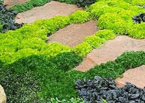 Brick Walkways, Grass Alternative, Lawn Alternatives, Creeping Jenny, Garden Plan, Planting Ideas, Hydrangea Garden, Garden Wallpaper, Low Maintenance Landscaping