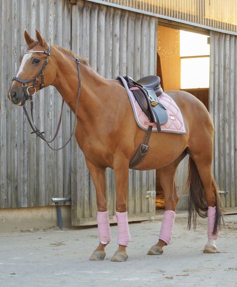 Pretty pale pink matching horse set Chestnut Horse Tack Colors, Chestnut Horses, Horse Markings, Horse Saddle Pads, Barrel Horse, Horse Tips, Equestrian Boots, Horse Stalls, All About Horses