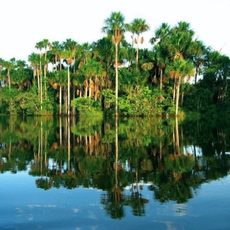 Sandoval Lake, Puerto Maldonado. Amazonian Basin, Peru. Puerto Maldonado, Peru Travel, Spring Trip, Photo Journal, Travel South, South America Travel, Bolivia, Landscape Projects, Ecuador