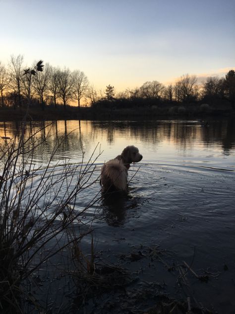 Dog at the lake I Am Tired, Am Tired, Winter Cottage, Last Breath, Lab Puppies, Lake Forest, Losing A Dog, The End Of The World, At The Lake