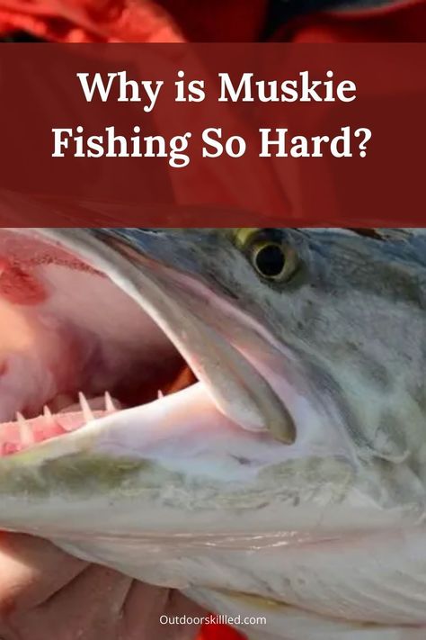 Why is muskie fishing so hard and why are muskies so darn hard to catch? Find out what makes muskie fishing truly challenging and how you can catch trophy muskies more easily Muskie Fishing, Musky Fishing, Fishing For Beginners, Smallmouth Bass, Live Bait, Night Fishing, Fishing Guide, Fishing Adventure, Rainbow Trout