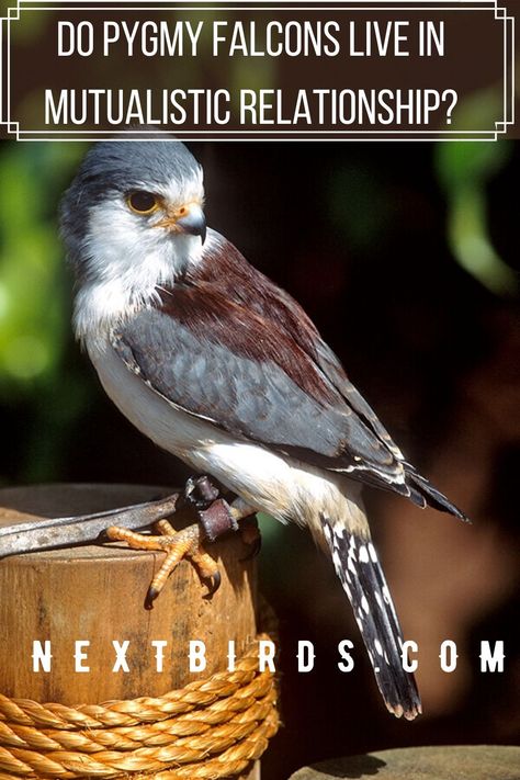 Pygmy falcons do not make their own nests? Then where they live and lay eggs?  They live in mutualism with other birds.  What kind of benefits do they give to each other? Click the link below to know what kind of mutualism they exhibit Pygmy Falcon, Bird Breeds, Wild Animals Photography, Unusual Animals, San Diego Zoo, African Wildlife, Colorful Animals, Cute Wild Animals, African Animals