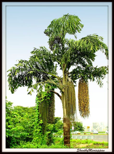 fishtail palm | The Caryota urens L. (1753) is native to Ind ... Fishtail Palm Landscape, Palmyra Tree, Paurotis Palm, Caryota Palm, Fishtail Palm, Stachytarpheta Jamaicensis, Sago Palm, Tree Care, Botanical Beauty