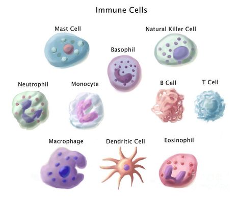 Cells Illustration, Microbiology Lab, Immune Cells, Mast Cell Activation Syndrome, Mast Cell, White Blood, Medical School Studying, Biology Notes, White Blood Cells