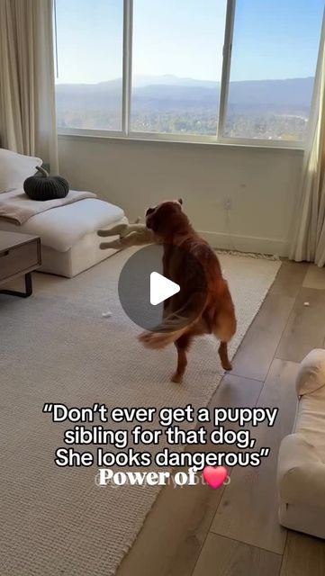 Doggy got his brother and he felt in love ❤️ Funny Corgi Videos, Puppies Videos, Corgi Gif, Corgi Funny, Special Pictures, Animal Pics, Cute Funny Dogs, Cute Dogs And Puppies, Videos Funny