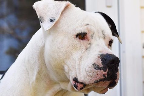 American Bulldog Dog Breed Information - American Kennel Club Dog Pics Cute, Dog Background Wallpapers, Cute Dpz, White American Bulldogs, American Bulldog Scott, Pitbull Bulldog Mix Dogs, Johnson American Bulldog, Dog Argentino, Puppy Box