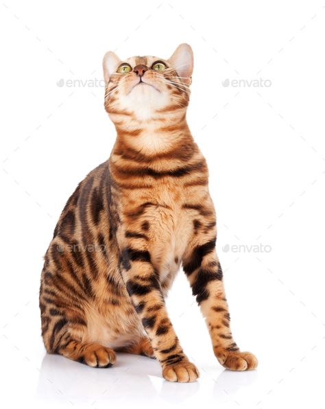 Bengal cat looking up by karandaev. Bengal cat looking up. Isolated on white background#karandaev, #cat, #Bengal, #background Bengal Cat Facts, Siamese Cats Facts, Simple Infographic, Cat Bengal, Cat Illnesses, Cat Whisperer, F2 Savannah Cat, Gallery Ideas, Bengal Cats