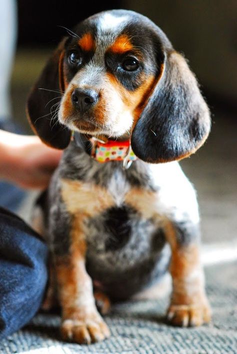 10 Dog Breeds that Shouldn't Live with Cats Coonhound Puppy, Blue Tick, Beagle Dogs, Dogs Grooming, Bluetick Coonhound, Beagle Puppy, Beagle Dog, Hound Dog, Australian Shepherd