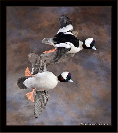 Taxidermy Duck, Bufflehead Duck, Duck Mounts, Hunting Home Decor, Waterfowl Taxidermy, Duck Mount, Rustic Man Cave, Bird Taxidermy, Taxidermy Display