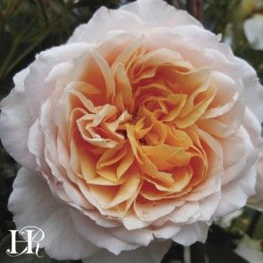 Three Roses, Climbing Rose, Heirloom Roses, Types Of Roses, Shrub Roses, Growing Roses, Brown Flowers, Planting Roses, David Austin