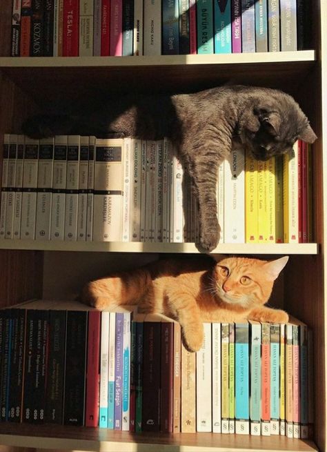 Two Cats, Cat Books, Cat Person, Cat Aesthetic, Silly Cats, Pretty Cats, 귀여운 동물, Cuteness Overload, Crazy Cats