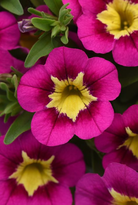 Grow Calibrachoa Flowers for Cascading Color — Birds & Blooms Rain Garden Plants Shade, Frost Protection For Plants, Christmas Cactus Care, Million Bells, Peony Root, Cactus Care, Growing Peonies, Best Perennials, Fragrant Plant