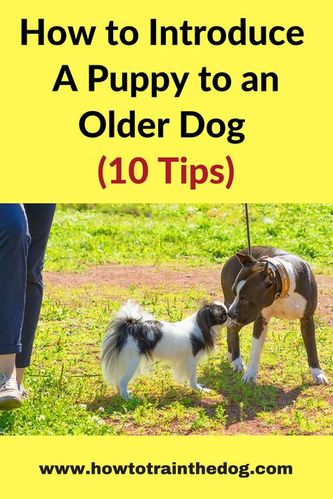 How to introduce a puppy to an older dog (10 Tips) #dogtraining #dogtrainingtips #puppytraining Dog Training Tools, Dog Minding, Easiest Dogs To Train, Dog Training Techniques, Aggressive Dog, Training Your Puppy, Service Dog, Older Dogs, Pembroke Welsh Corgi