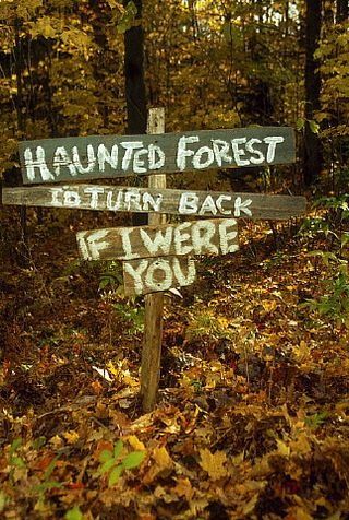 Haunted Trails Ideas, Haunted Woods Decorations, Haunted Forest Halloween Party, Halloween Party In The Woods, Haunted Campground Ideas, Haunted Walk Ideas, Haunted Halloween Trail Ideas, Dark Forest Halloween Decorations, Hunted Trail Ideas