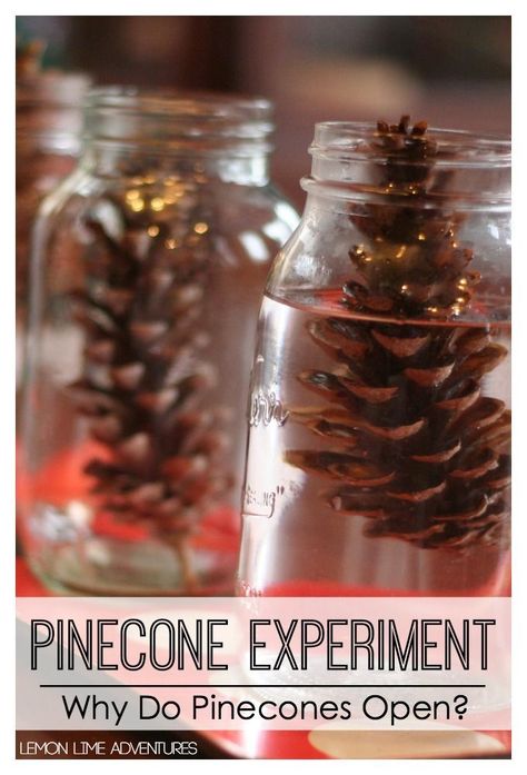 Christmas Science Experiments, Fall Science, Winter Science, Science Experiment For Kids, Christmas Science, Experiment For Kids, Science Experiments For Preschoolers, Kid Experiments, Kids Science