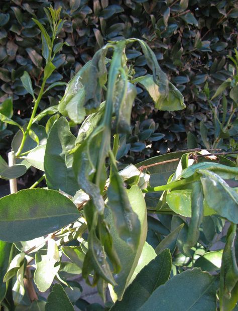 Why Are Leaves Curling on My Orange and Lemon Trees? Cinnamon Uses, Mango Plant, Kumquat Tree, Plant Fertilizer, Citrus Plant, Lemon Trees, Lime Tree, Diy Sprays, Fertilizer For Plants