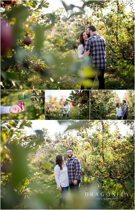 Apple Picking Poses Couple, Apple Picking Couple Pictures, Apple Orchard Engagement Photos Fall, Apple Orchard Engagement Photos, Apple Orchard Couple Pictures, Apple Picking Photoshoot, Fall Couple Pictures Apple Orchard, Apple Orchard Photography, Orchard Photoshoot