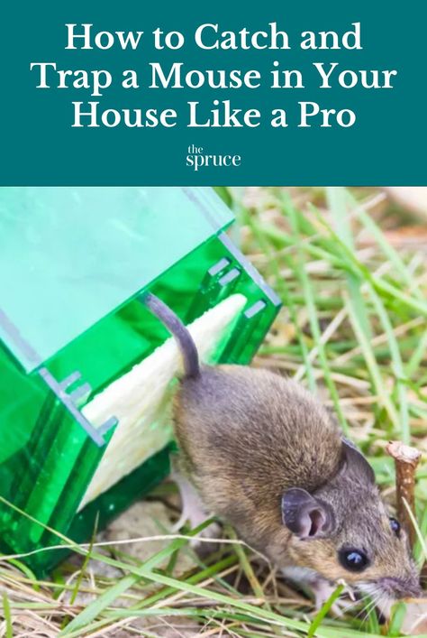 A mouse in the house is never a good thing. Learn how to catch a mouse with our three best tips and tricks. #pestcontrolhacks #cleanhouse #cleaningguide #cleaninghacks #cleaningtips #stepbystepcleaning #thespruce How To Catch A Mouse, How To Catch A Mouse In The House, Best Bait For Mouse Trap, Mouse In The House, Catch A Mouse, Dead Mouse, Getting Rid Of Rats, Getting Rid Of Mice, Blackhead Remedies