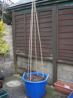 Runner Beans Support, Runner Bean Support, Growing Runner Beans, Tomatoe Cage, Paved Garden, Bean Trellis, Growing Green Beans, Growing Beans, Tomatoes In Containers