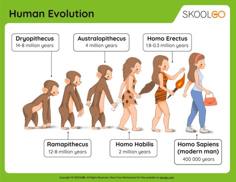 Human Evolution - Worksheet for Kids Human Evolution Timeline, Evolution Of Human, Homo Habilis, Evolution Art, Free Worksheets For Kids, Human Pictures, Worksheet For Kids, Early Humans, Human Evolution