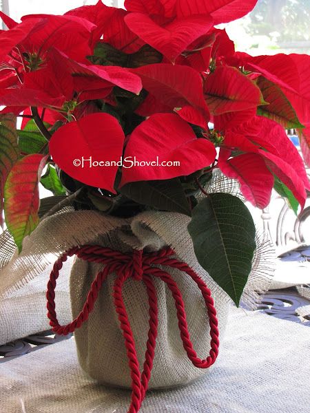 Hoe and Shovel: How-To :: Poinsettia Wrap Up Poinsettia Centerpiece, Poinsettia Decor, Poinsettia Plant, Christmas Plants, Pot Plants, Photo Transfer, Poinsettia Flower, Christmas Flowers, Christmas Centerpieces